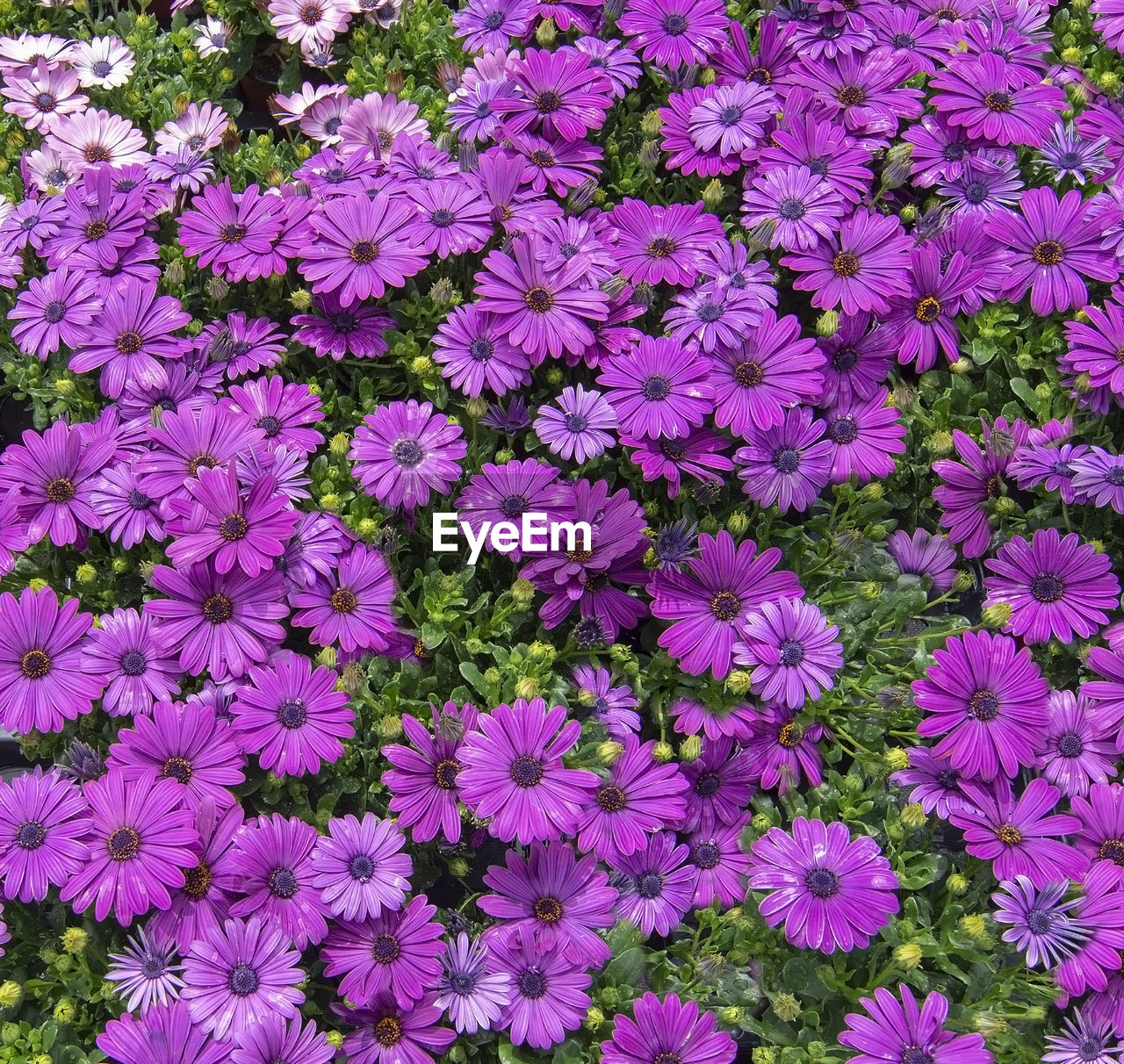 HIGH ANGLE VIEW OF PURPLE FLOWERING PLANTS