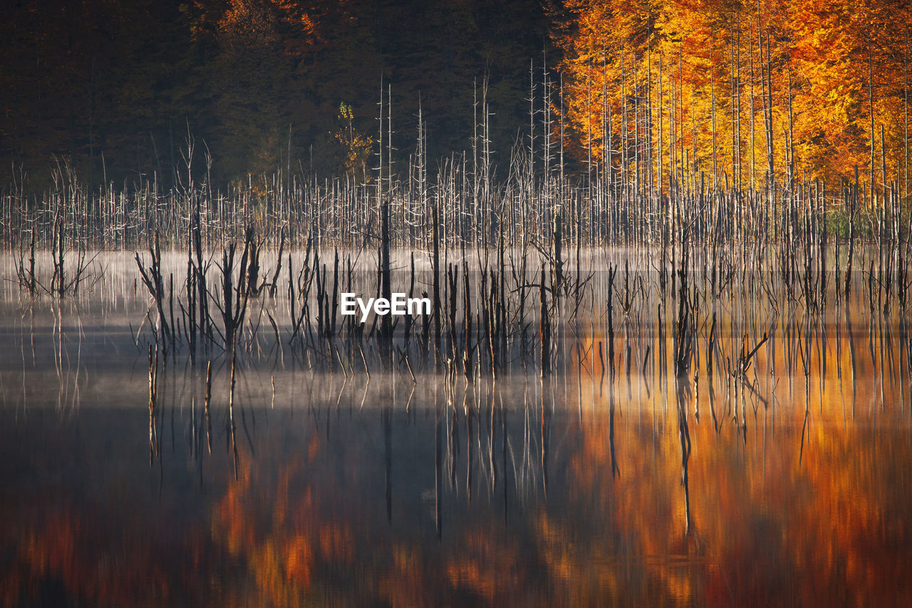 Foggy morning with a wild natural lake in autumn season.