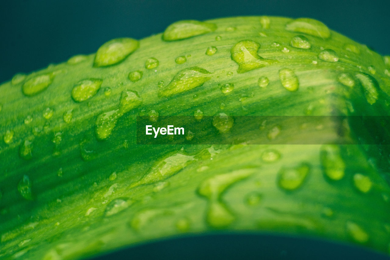 CLOSE-UP OF WATER DROPS ON GREEN LEAVES