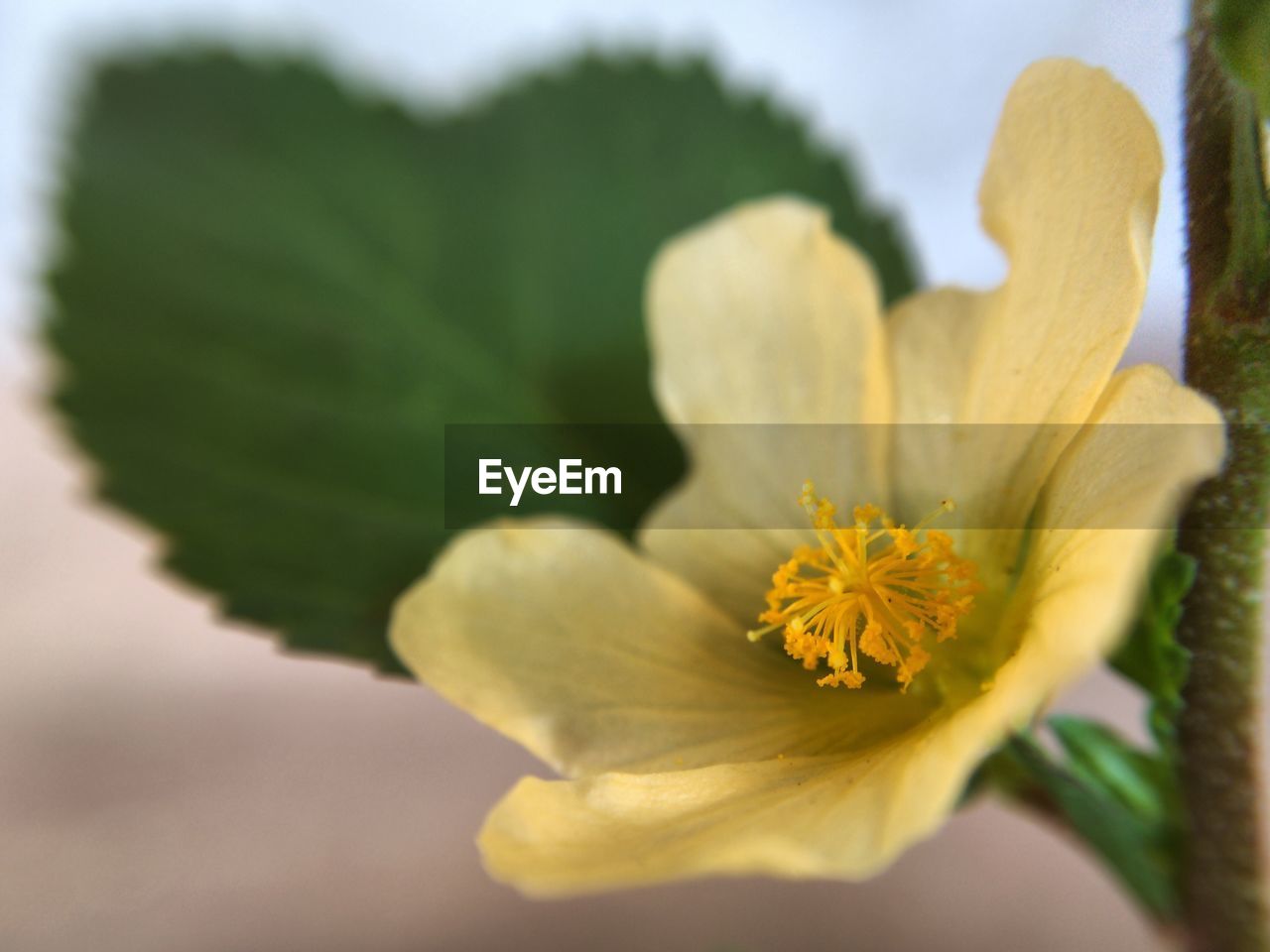 CLOSE-UP OF YELLOW FLOWERS