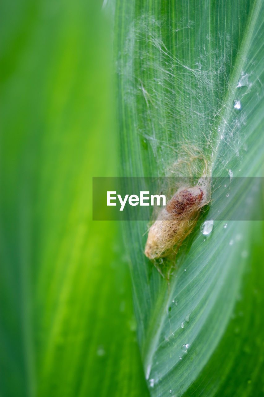 Close-up of insect on leaf