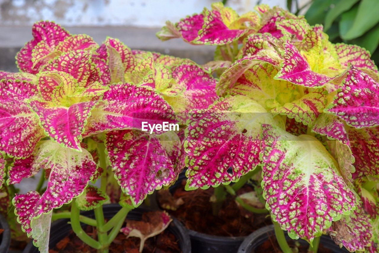 Close-up of pink flowering plant