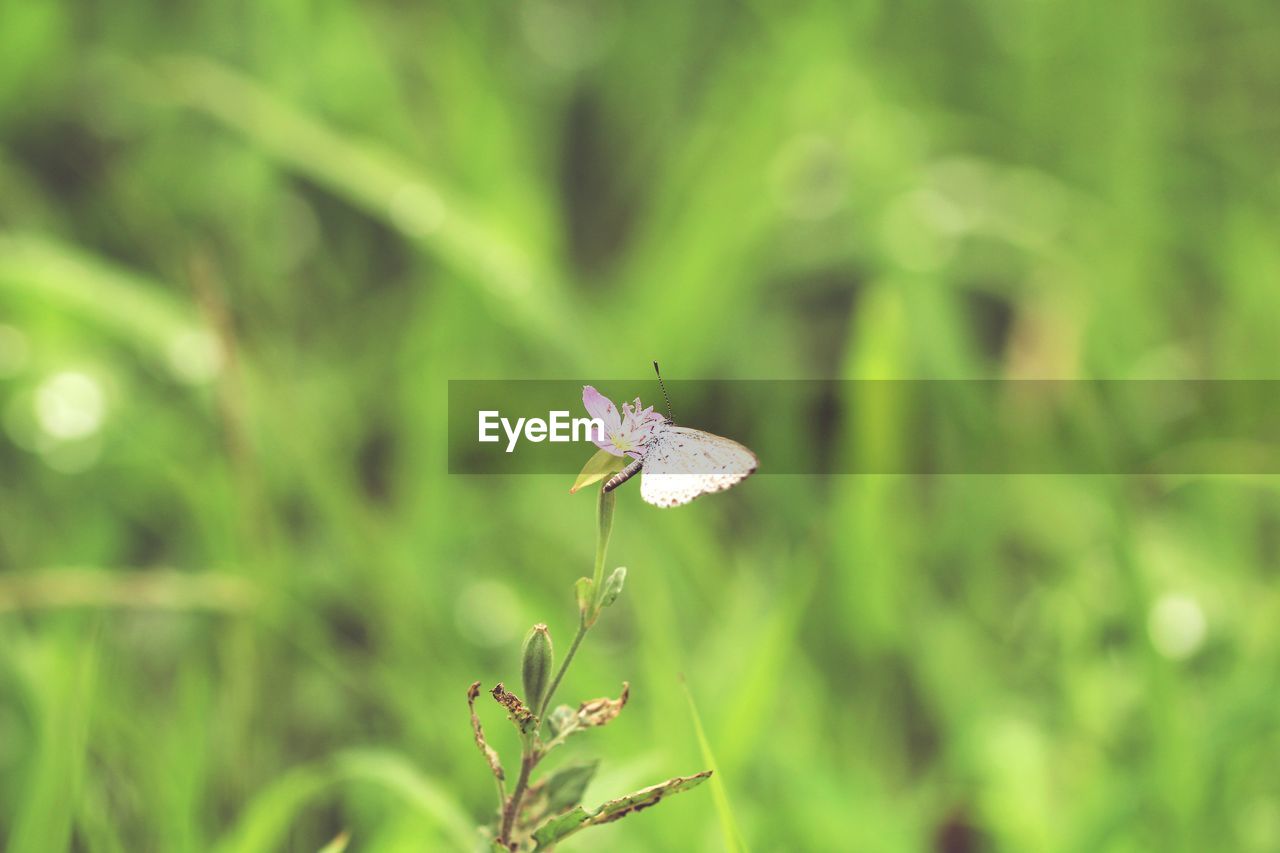 CLOSE-UP OF BUTTERFLY ON FLOWER