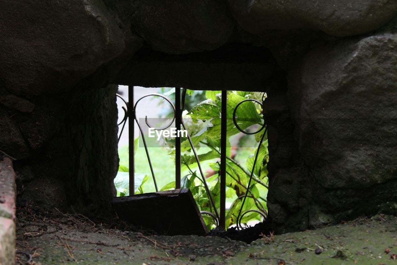 Plants seen through window