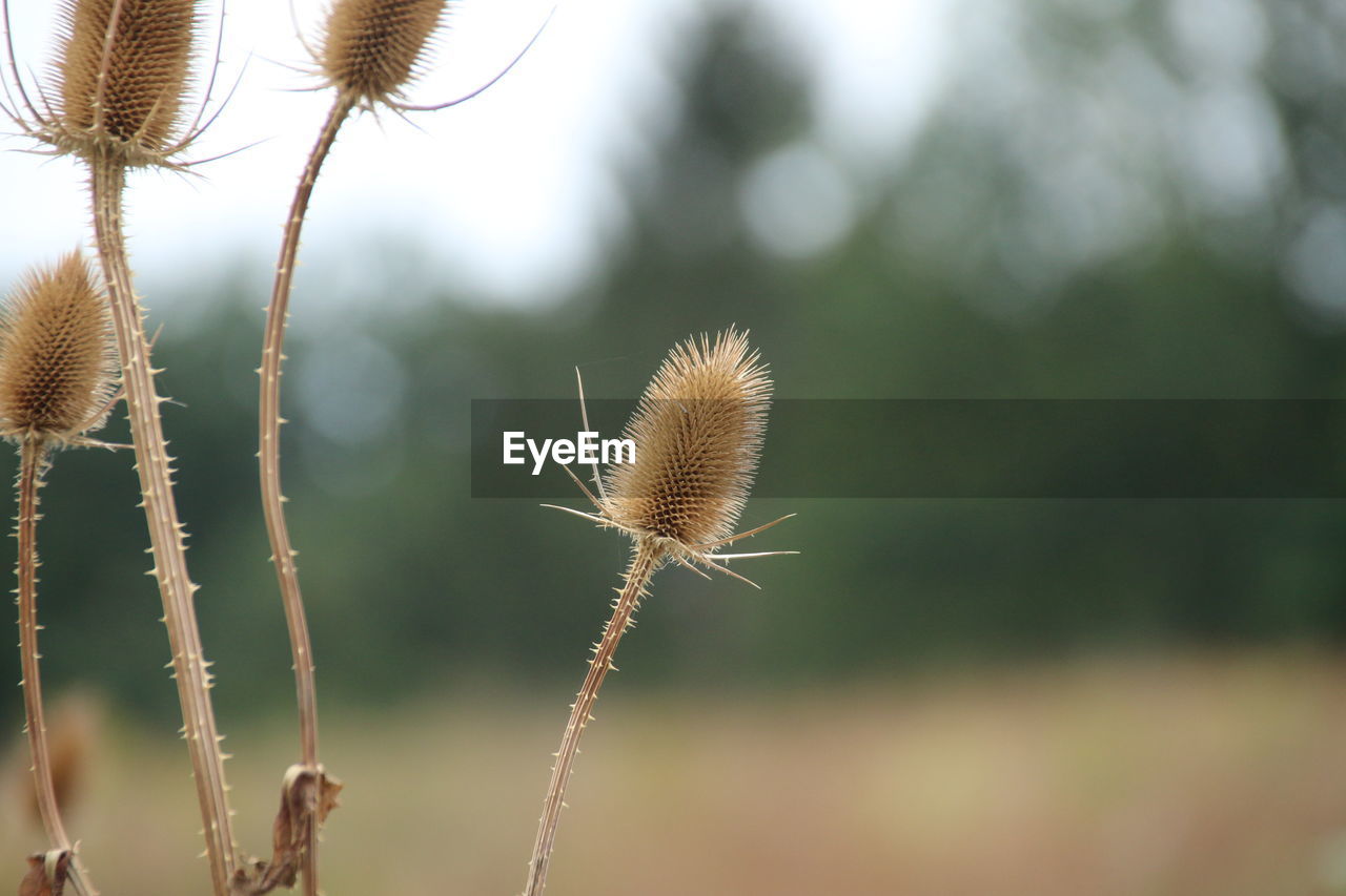 Close-up of dried plant on field