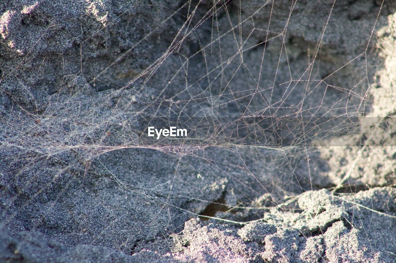 Close-up of spider web on rock