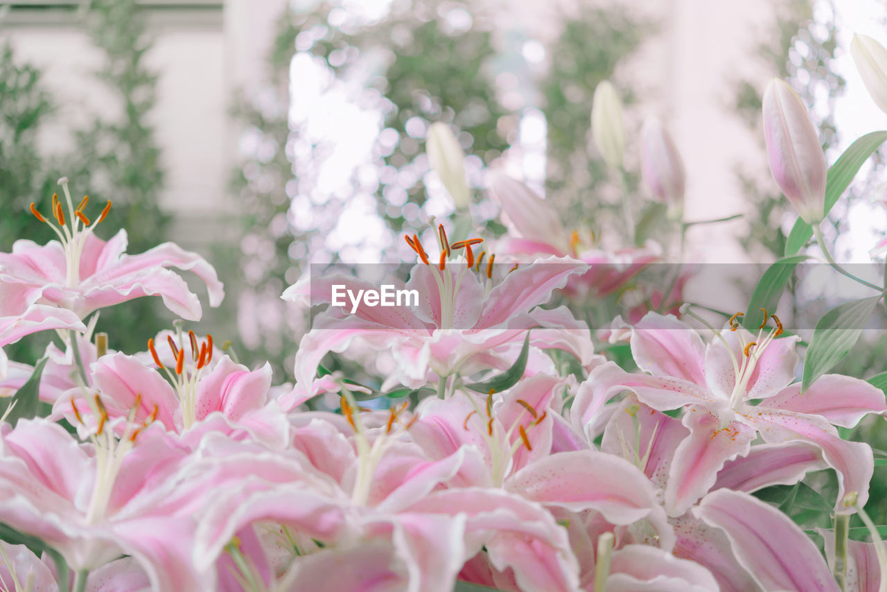 Close-up of pink flowering plants