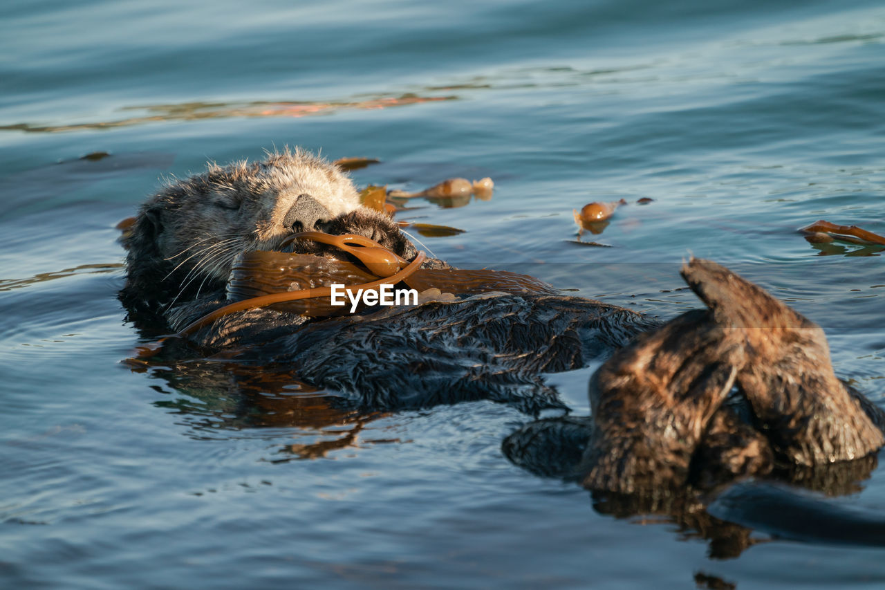 animal themes, water, animal, animal wildlife, wildlife, sea, bird, sea otter, swimming, group of animals, mammal, no people, otter, nature, duck, water bird, day, marine mammal, outdoors, two animals, eating, reflection, underwater, animal body part