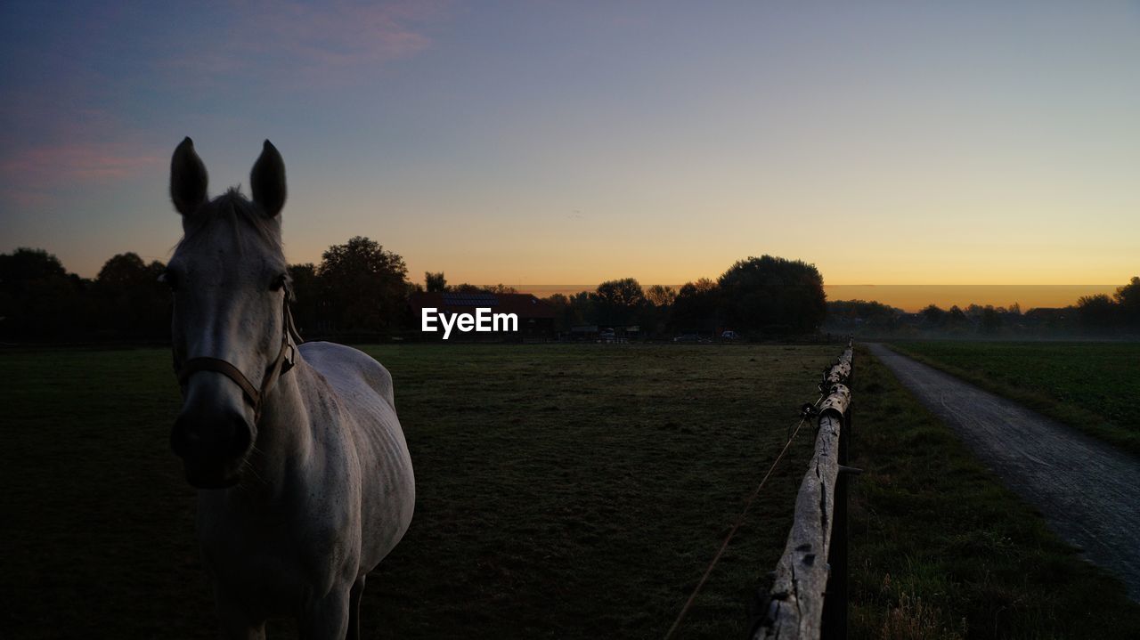 VIEW OF HORSE ON FIELD AGAINST SKY