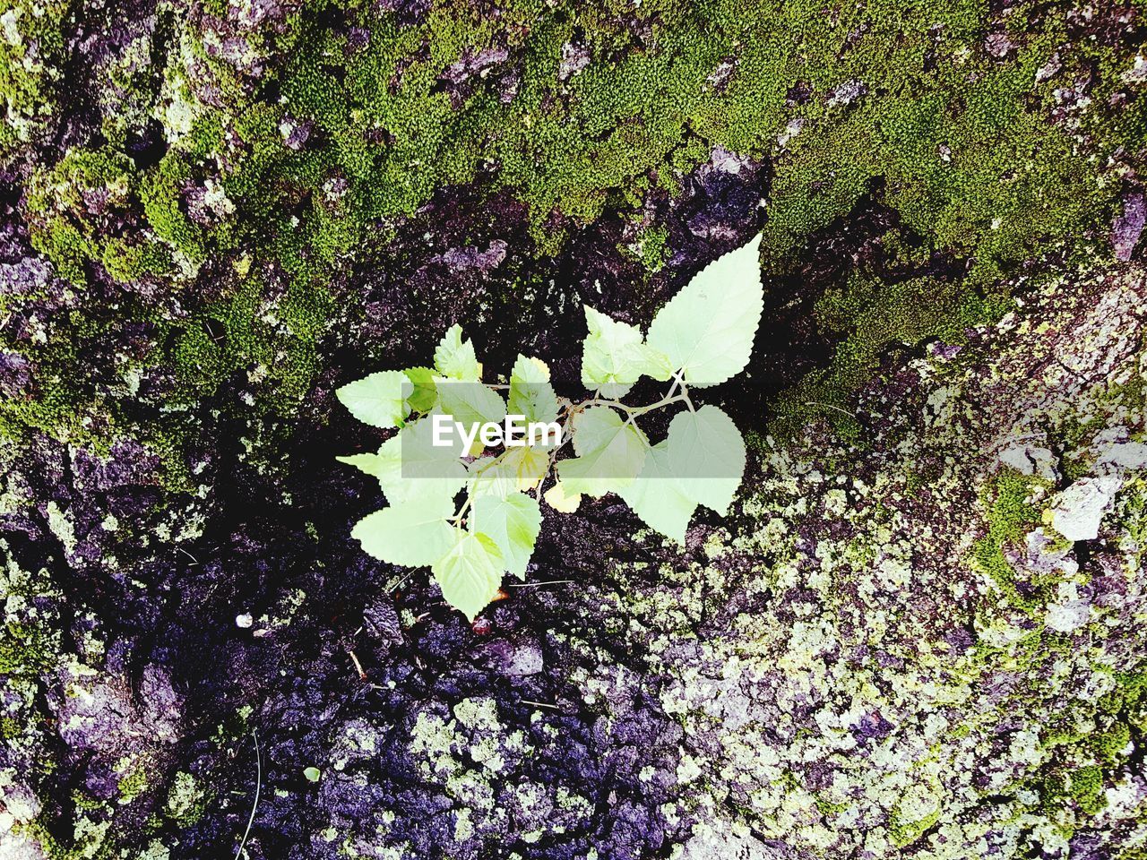 PLANTS GROWING ON TREE