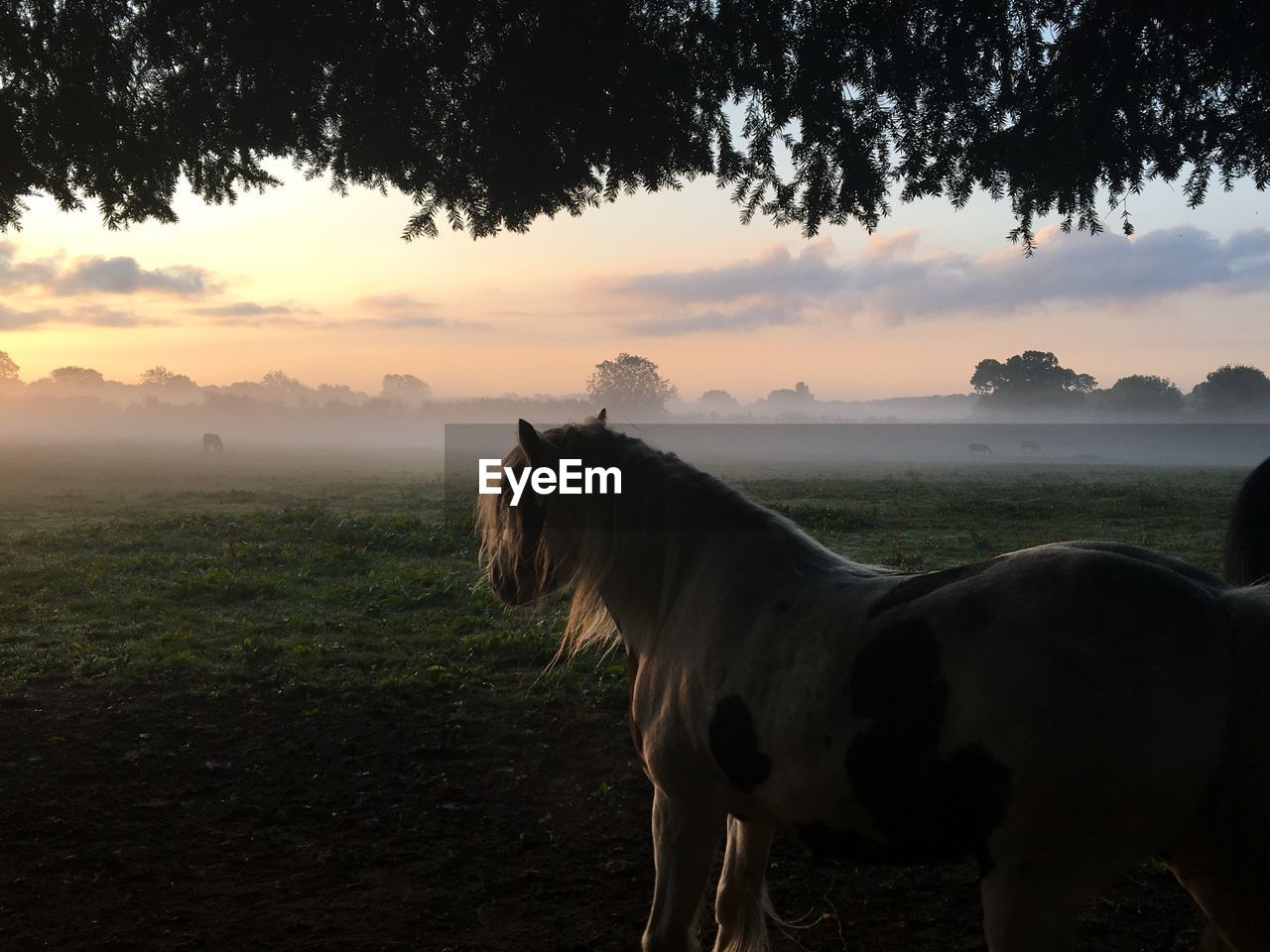 Horse standing in field against misty sunrise 