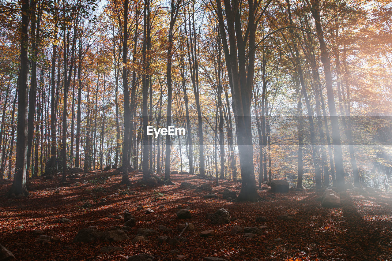 Landscape of an autumn forest at sunset