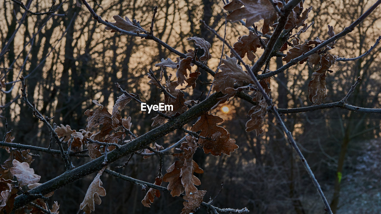 Close-up of bare tree in forest during winter
