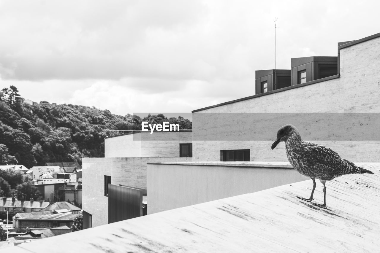 Seagull perching on retaining wall against buildings