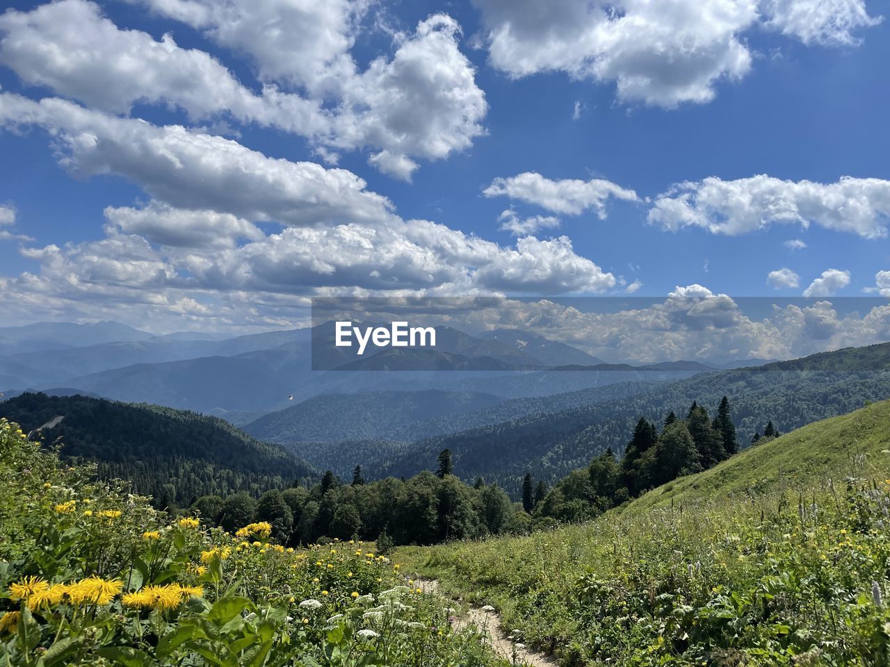 sky, landscape, environment, mountain, plant, scenics - nature, nature, beauty in nature, cloud, meadow, mountain range, land, tree, flower, tranquility, plateau, field, tranquil scene, no people, flowering plant, forest, valley, grassland, rural scene, wilderness, growth, rural area, non-urban scene, ridge, freshness, green, travel, blue, travel destinations, outdoors, grass, pinaceae, springtime, idyllic, day, coniferous tree, pine tree, summer, sunlight, pine woodland, natural environment, tourism, plain, agriculture, social issues