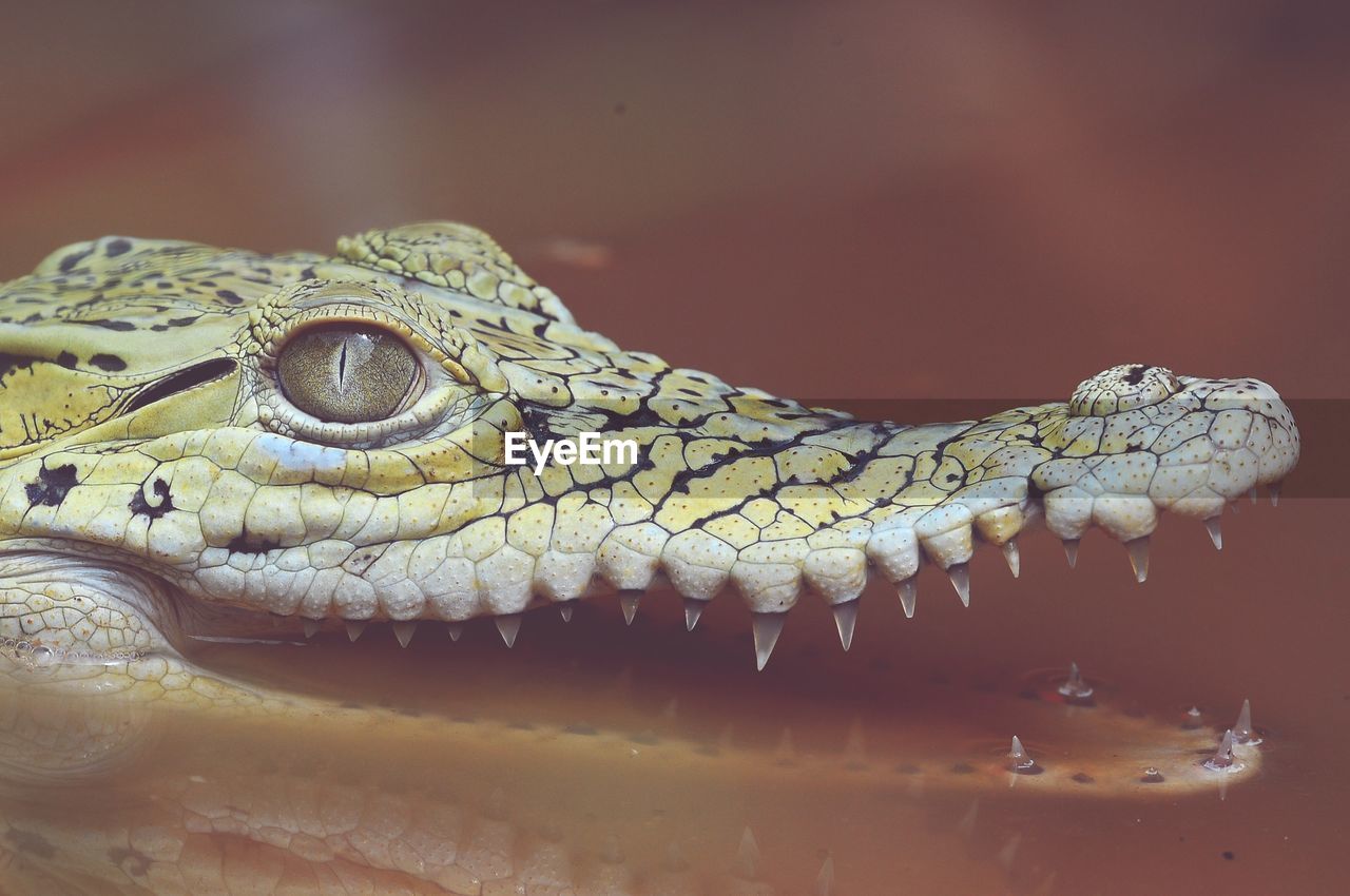 CLOSE-UP OF A REPTILE ON A WALL