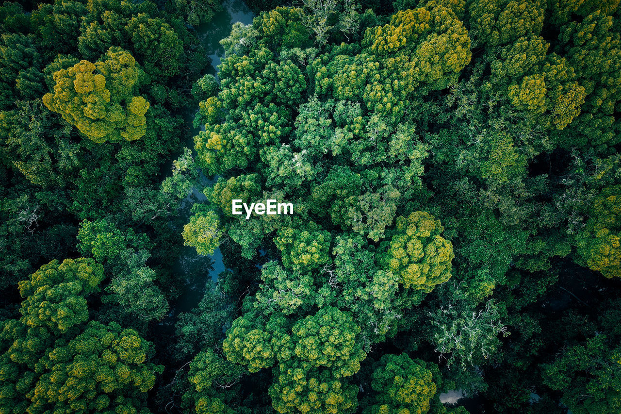 Drone shot of fresh green plants