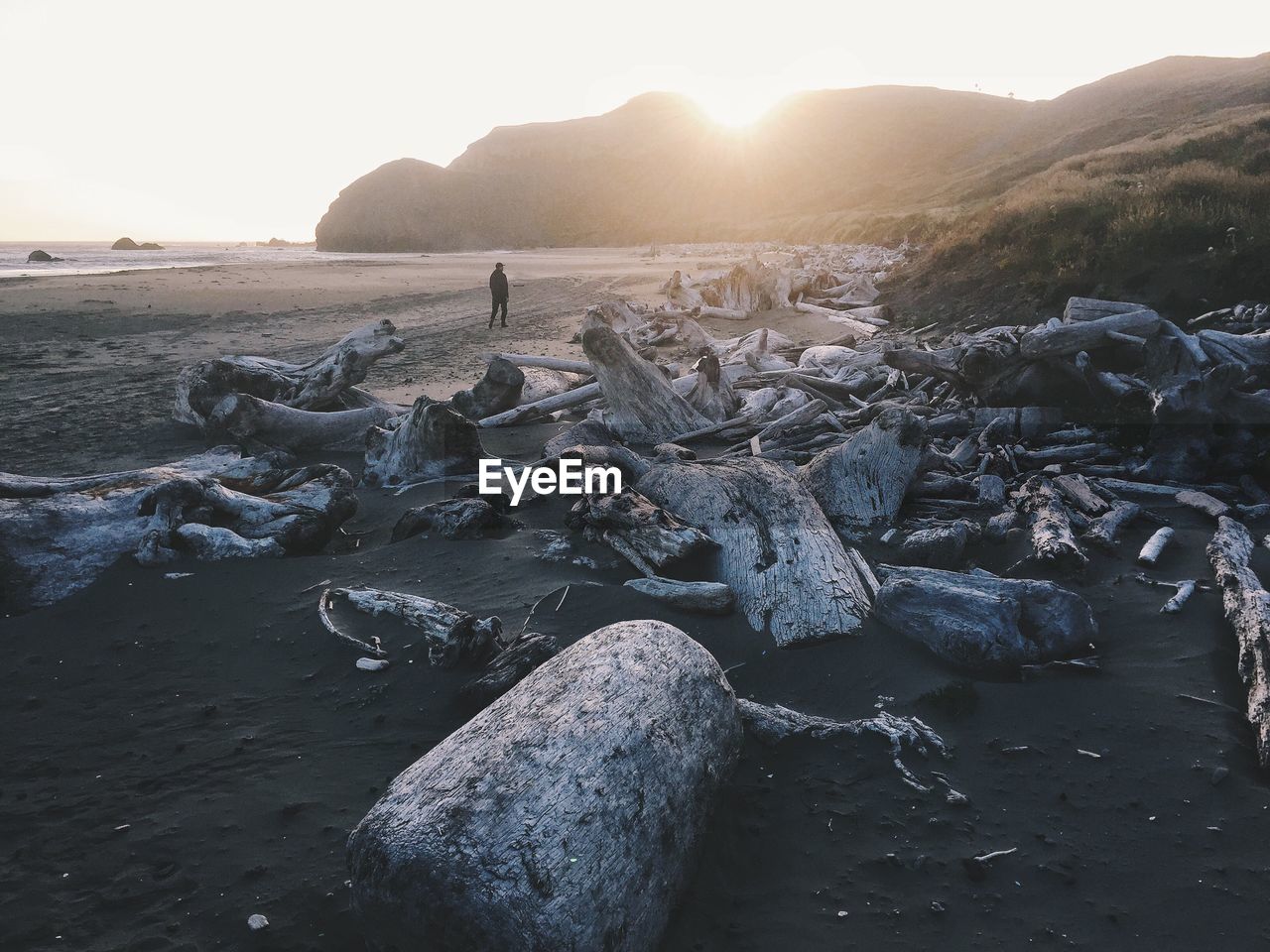 Driftwood at sandy beach during sunset