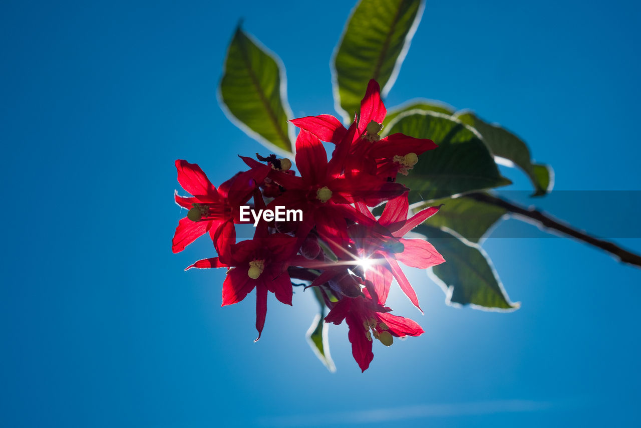 CLOSE-UP OF RED ROSE PLANT