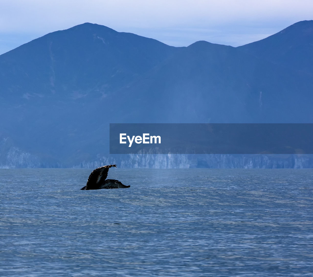 The beautiful seascape with whale tail. select focus