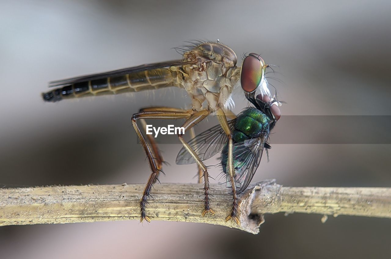 Mini rober fly eats