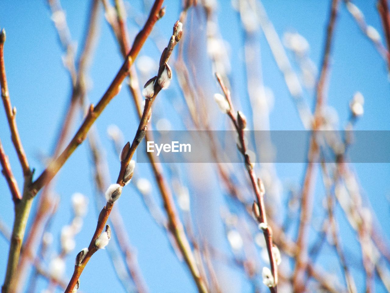 Low angle view of tree branches against sky