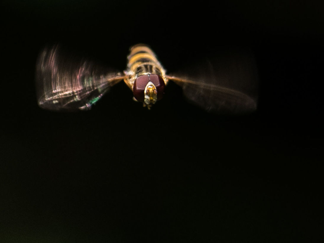 Close-up of bug flying against black background