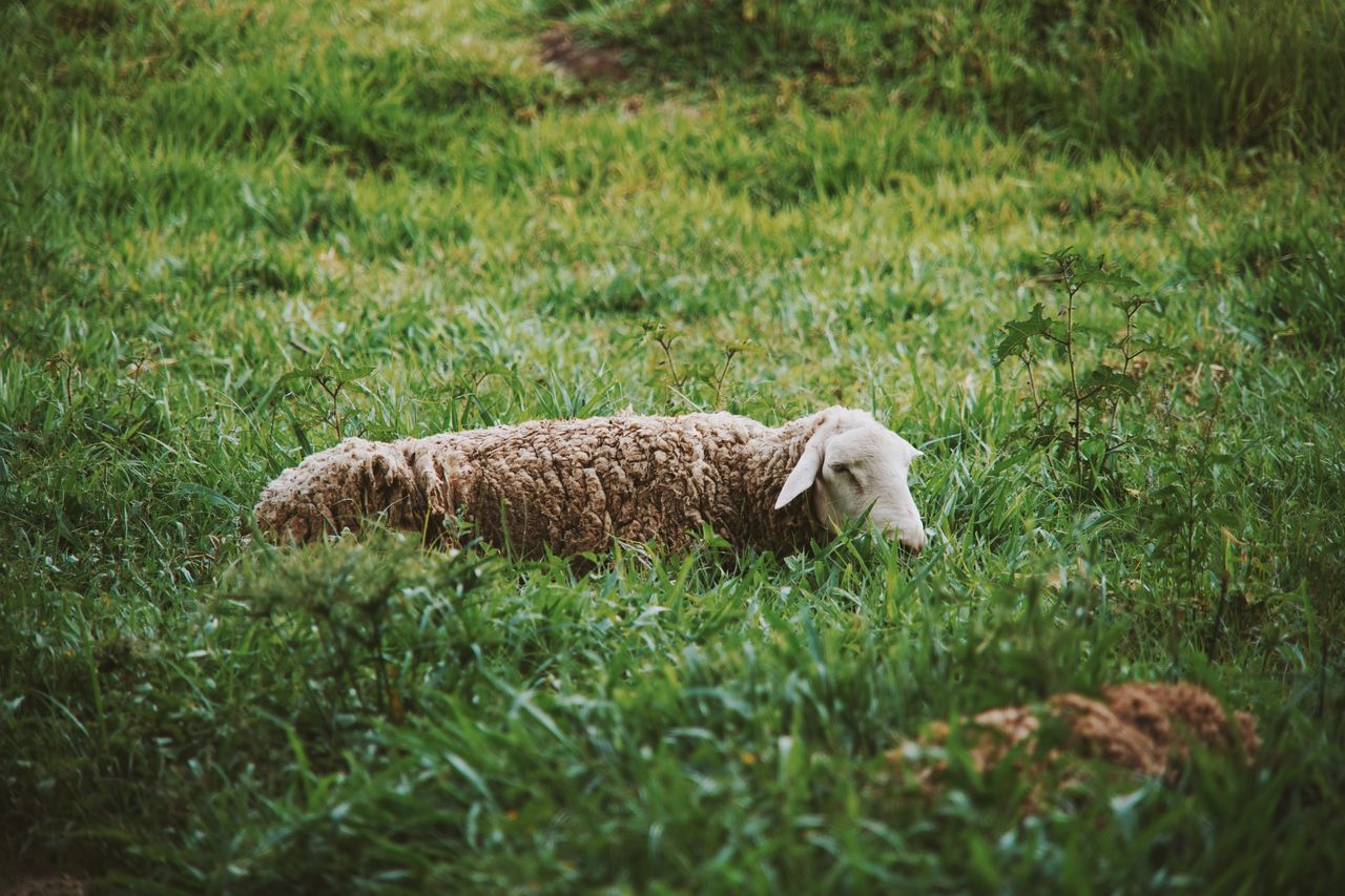 SHEEP RELAXING IN FIELD