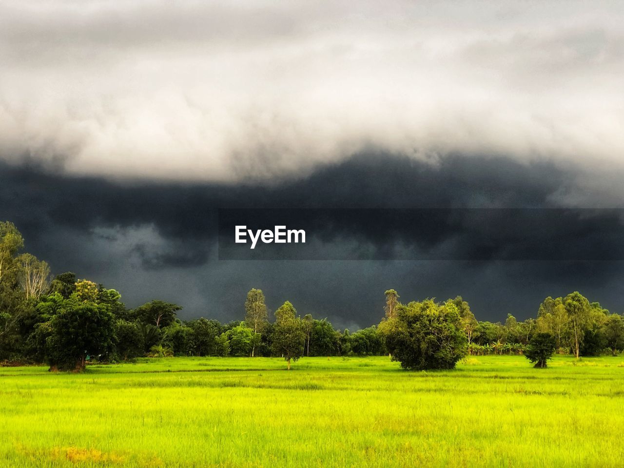 SCENIC VIEW OF GRASSY FIELD AGAINST SKY