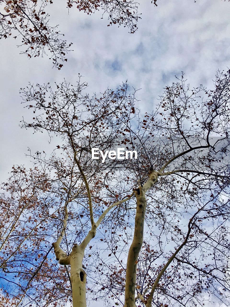 LOW ANGLE VIEW OF FLOWER TREE