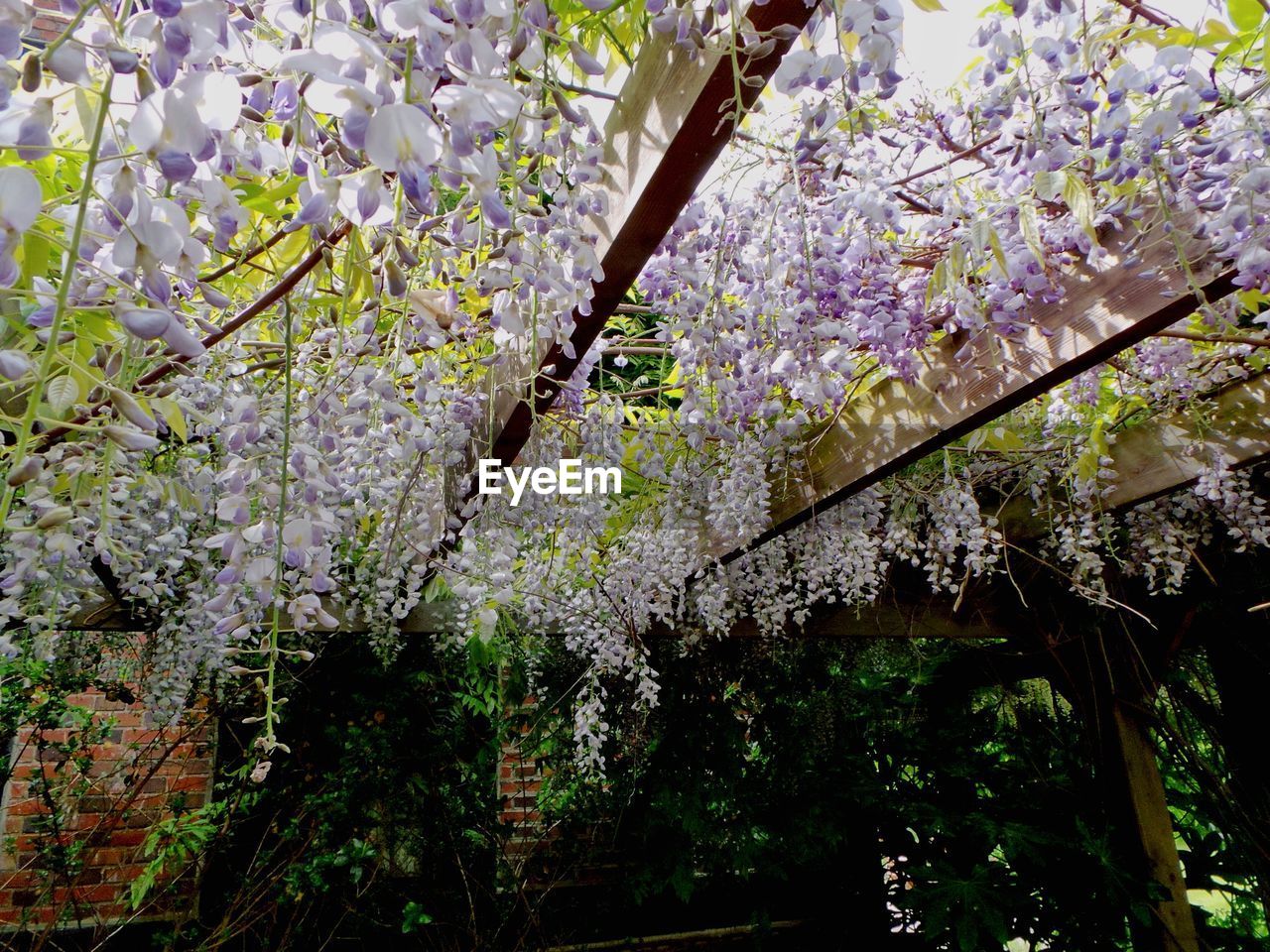 Low angle view of wisteria flowers hanging on roof beam