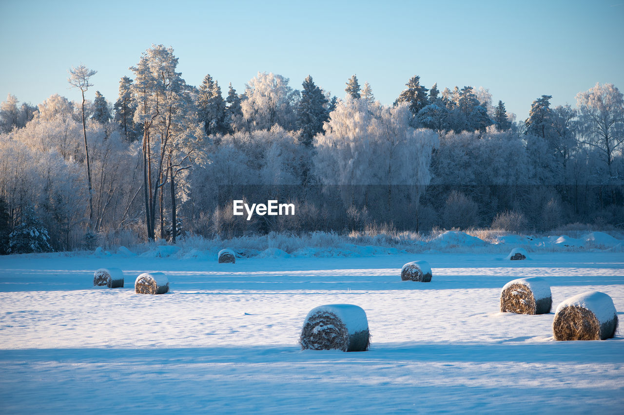 winter, snow, cold temperature, tree, nature, environment, plant, landscape, scenics - nature, beauty in nature, ice, land, sky, morning, frozen, no people, tranquil scene, tranquility, bale, rural scene, blue, water, freezing, reflection, agriculture, hay, outdoors, non-urban scene, day, field, forest