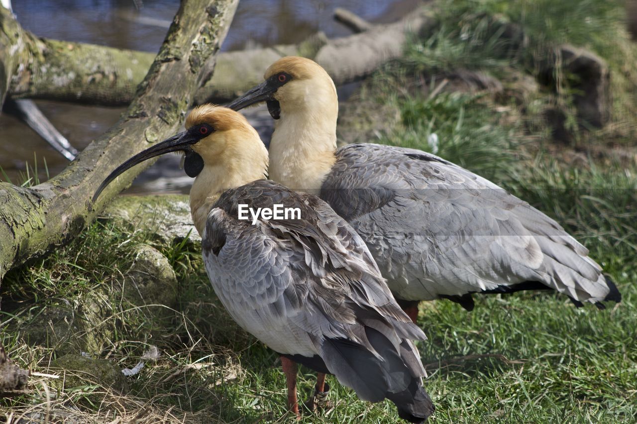 CLOSE-UP OF BIRDS ON GROUND