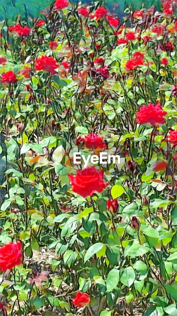 RED FLOWERS BLOOMING ON PLANT