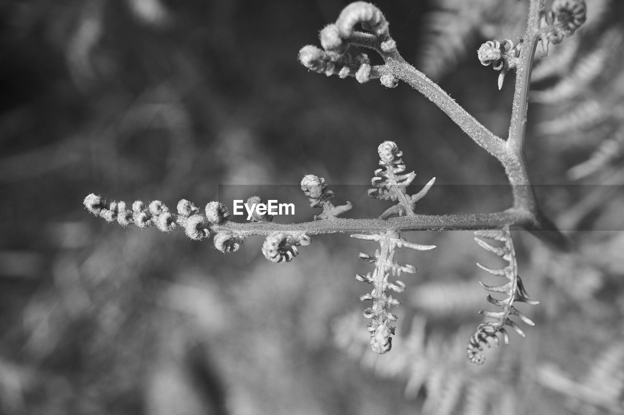 CLOSE-UP OF FROZEN FLOWERS ON TREE