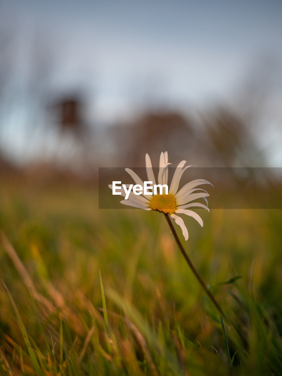 plant, flower, flowering plant, nature, sunlight, freshness, grass, beauty in nature, close-up, yellow, leaf, macro photography, fragility, field, meadow, sky, green, growth, daisy, no people, environment, landscape, prairie, flower head, selective focus, plain, springtime, summer, focus on foreground, outdoors, inflorescence, land, petal, wildflower, blossom, botany, rural scene, grassland, tranquility, white, day