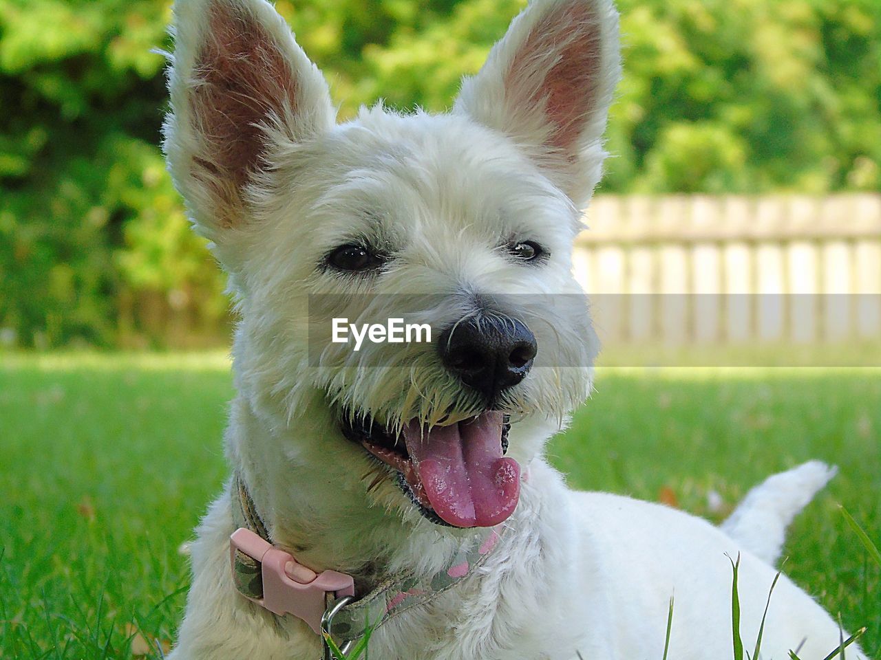 CLOSE-UP PORTRAIT OF WHITE DOG STICKING OUT TONGUE