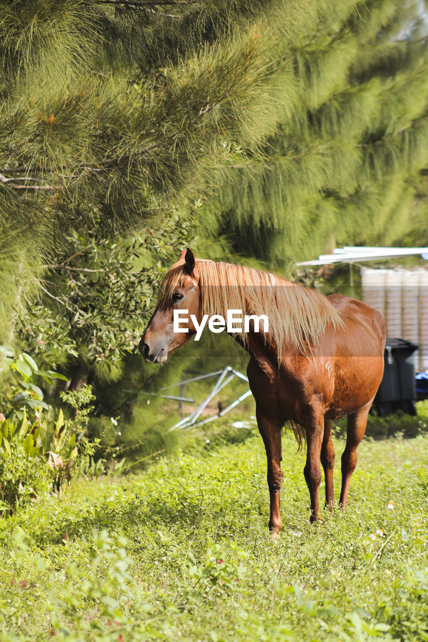 Horse in a pasture looking to the left 