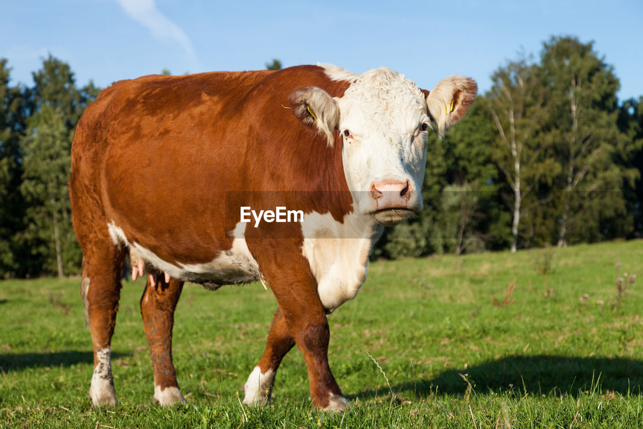 Brown cow on field in summer