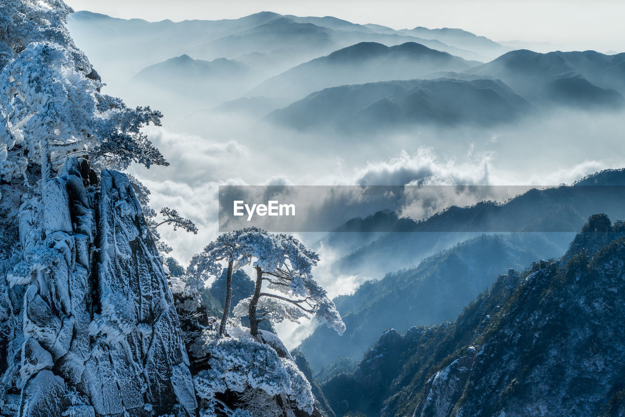 Welcoming pine ii huangshan