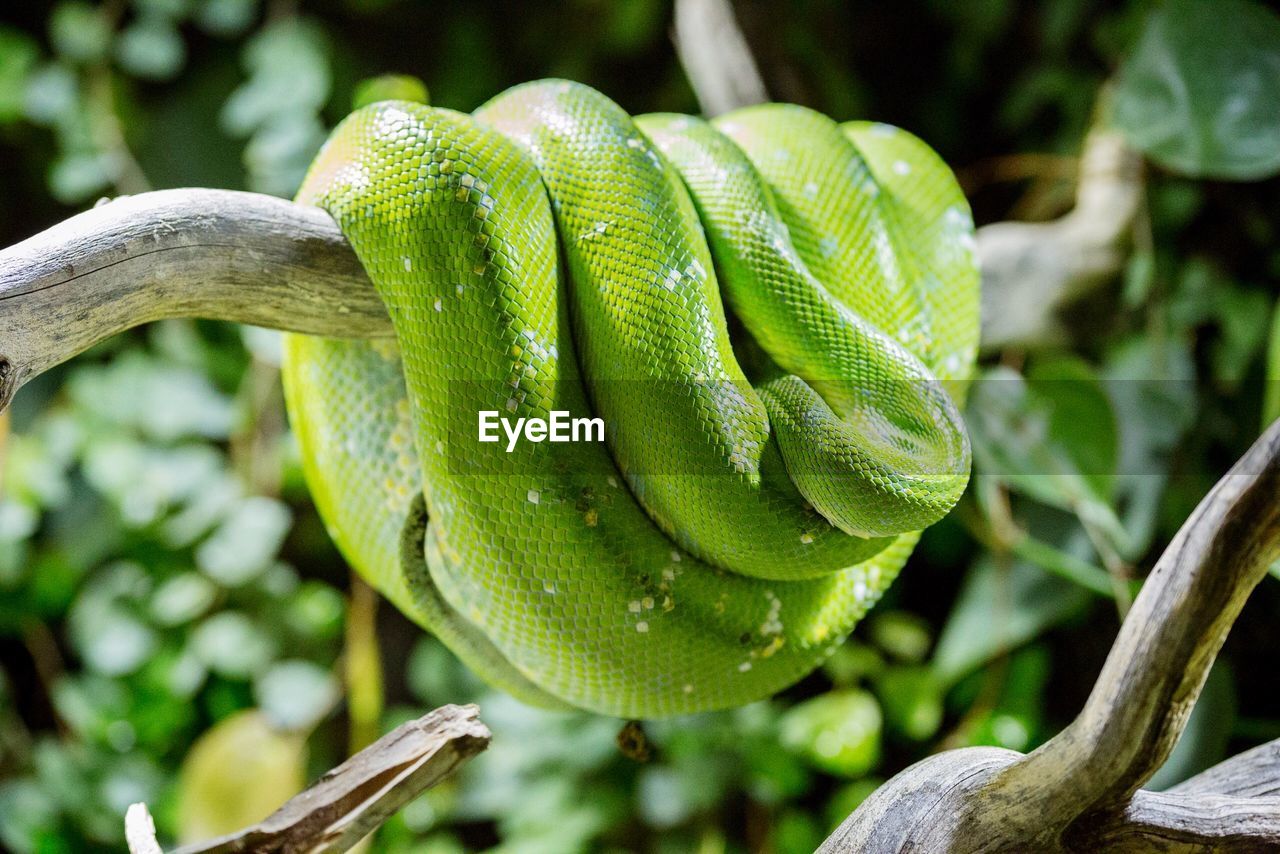 CLOSE-UP OF CATERPILLAR ON TREE