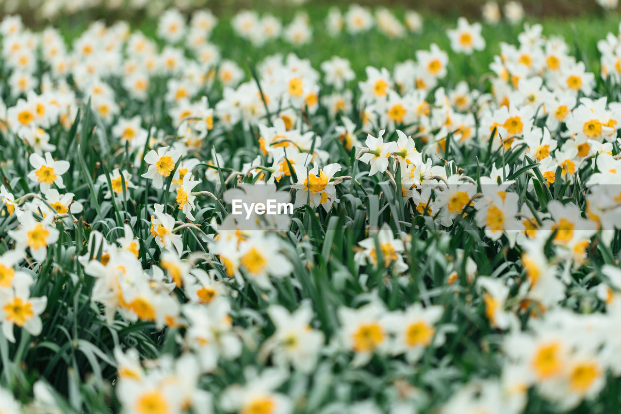 Close-up of yellow flowering plants on field