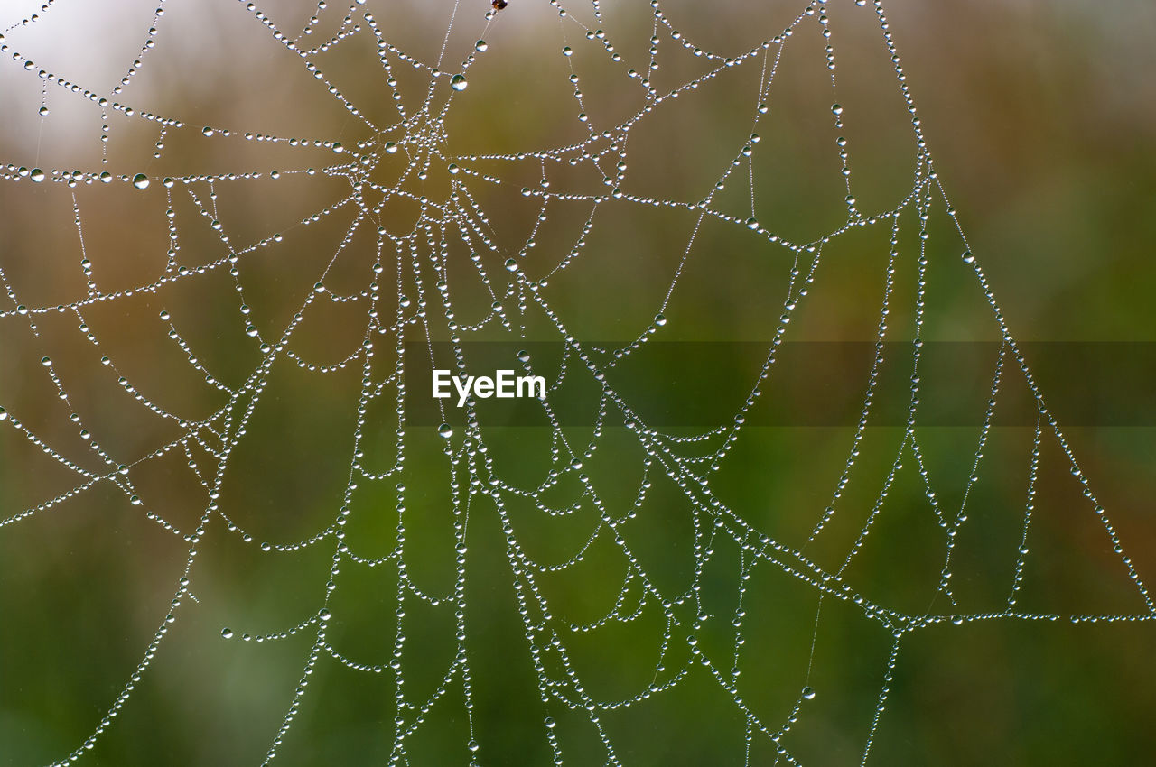 Close-up of wet spider web