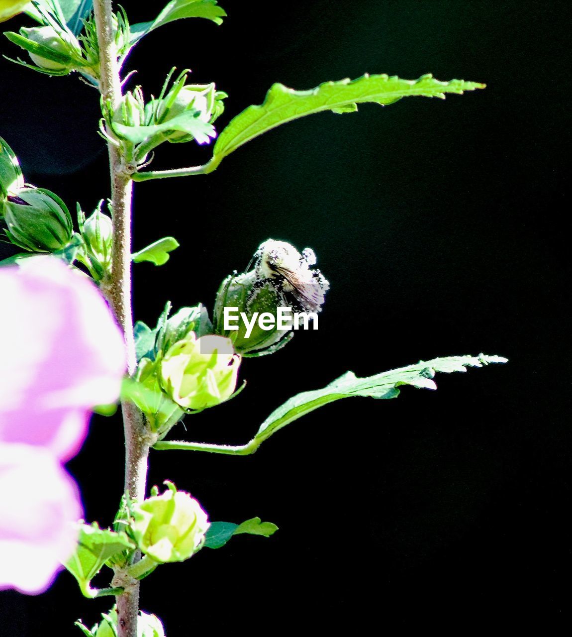 CLOSE-UP OF PINK FLOWERS ON BRANCH