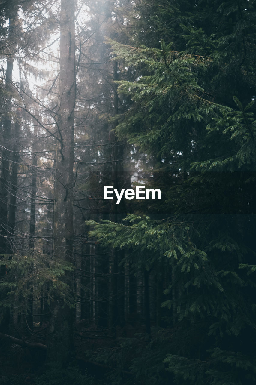 Low angle view of pine trees in forest