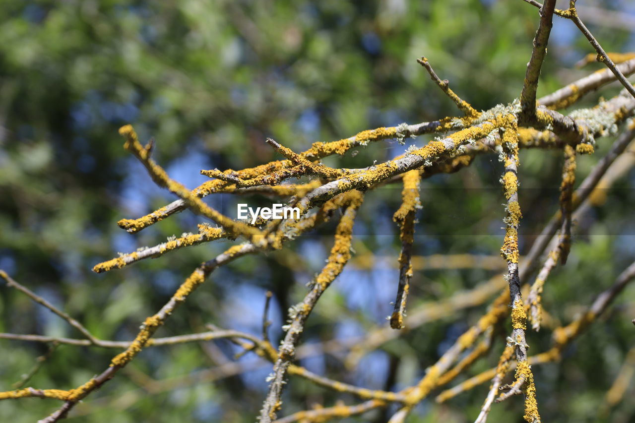 CLOSE-UP OF FROZEN PLANT