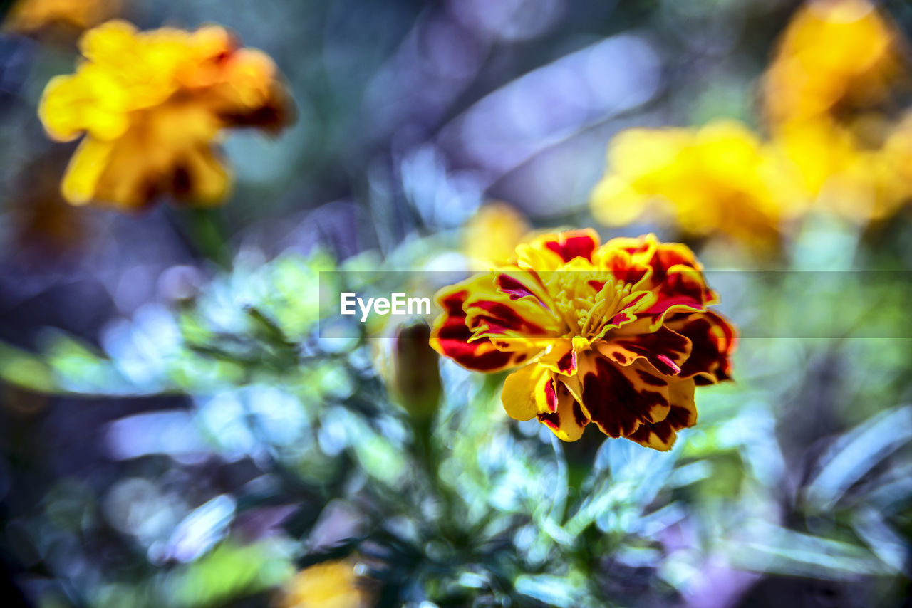 CLOSE-UP OF YELLOW MARIGOLD FLOWER