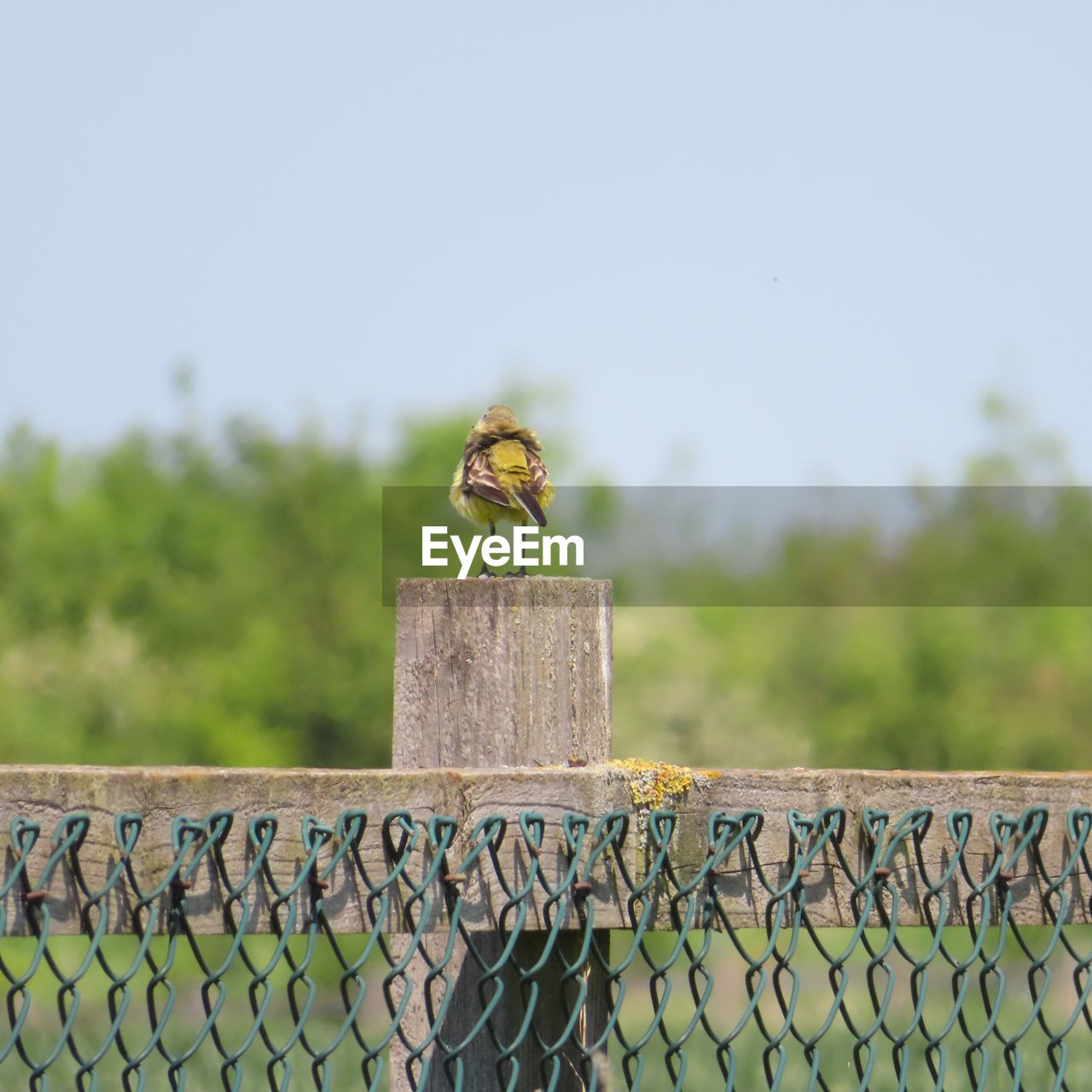 Bird perching on wood against sky