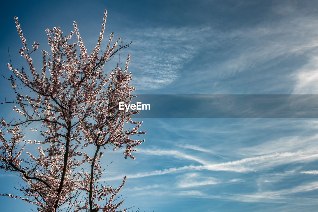 Low angle view of blossom tree against sky