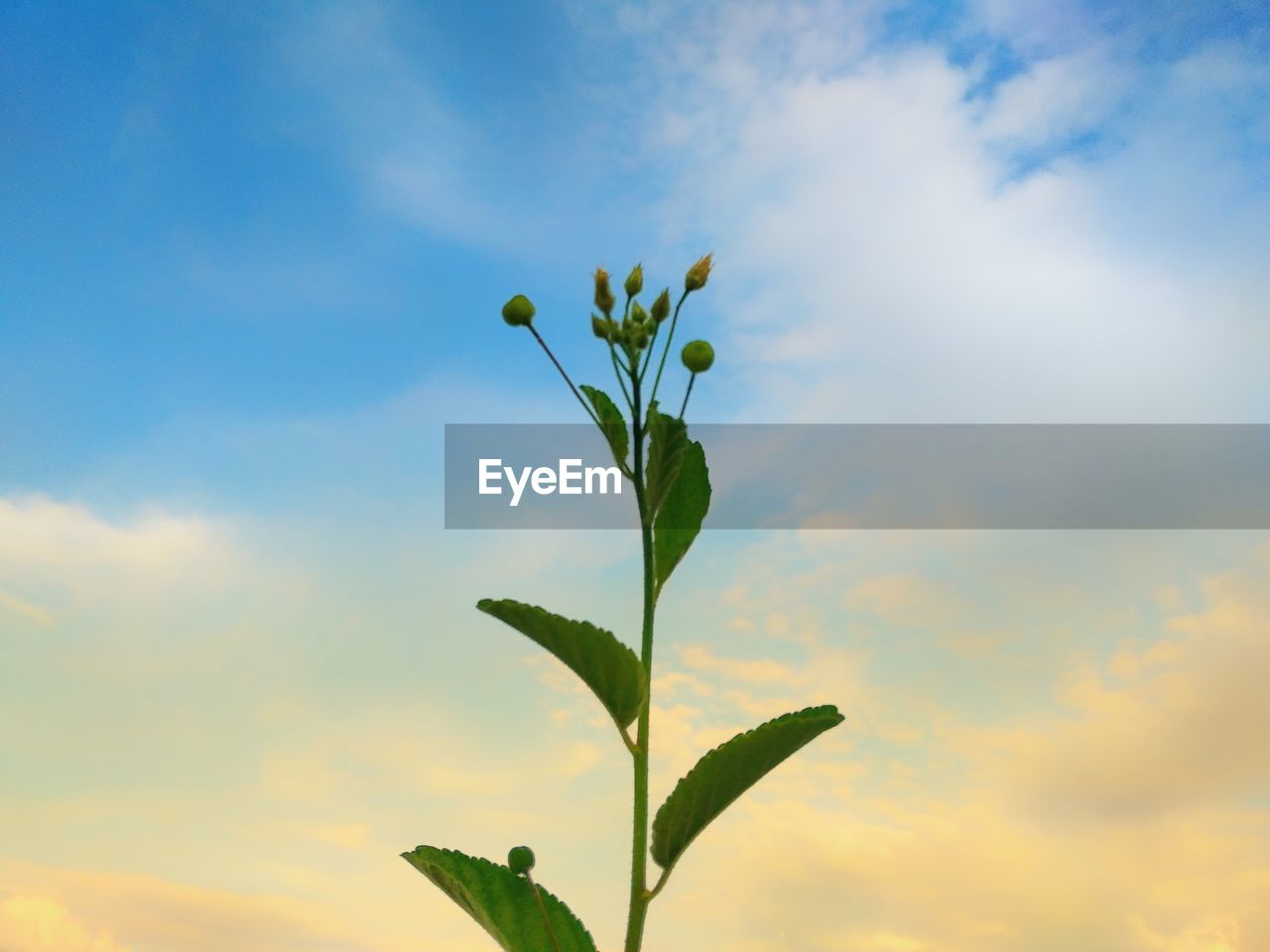 CLOSE-UP OF PLANT AGAINST CLOUDY SKY